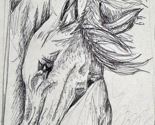 Criniera al Vento Schizzo dinamico-artistico a penna che ritrae il profilo di un cavallo.