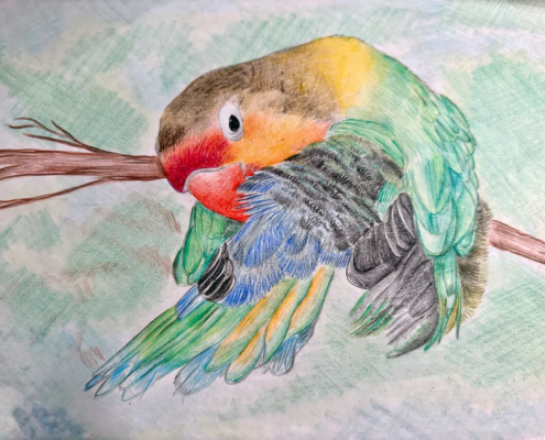 Piume Tropicali: Pappagallo Inseparabile a Colori Illustrazione a pastelli colorati di un pappagallo Inseparabile (Agapornis) appollaiato su un ramo.